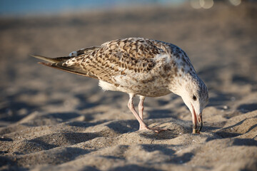 Eine Möwe am Strand.