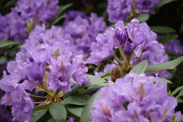 lilac flowers in a garden