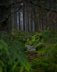 Forest foliage, Hoge Venen, België