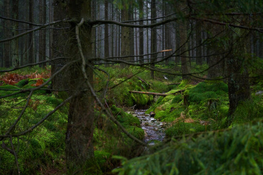 Forest foliage, Hoge Venen, Belgi&euml;