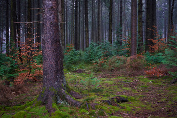 Obraz premium Forest foliage, Hoge Venen, België