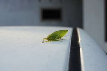 green grasshopper on white car hood