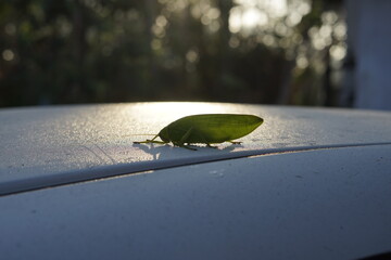 green grasshopper on white car hood