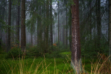 Forest foliage, Hoge Venen, België