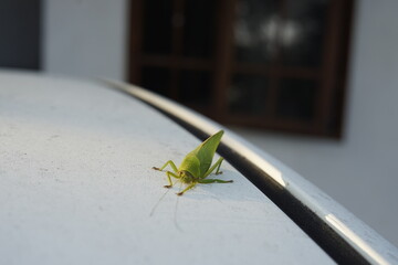 green grasshopper on white car hood