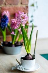 Kid's environmental project at home for ecology school lesson. Environment protection, eco friendly lifestyle. Growing bulbous hyacinth flowers in a pot on a windowsill. Spring gardening concept