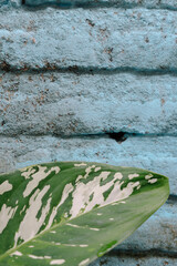 peeling paint on the wall