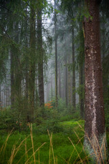 Obraz premium Forest foliage, Hoge Venen, België