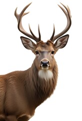 A close-up portrait of a male deer with large antlers against a plain background