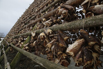 Teste di merluzzo appese ad essiccare su una rastrelliera di legno a Svolvaer, sulle isole Lofoten. Norvegia del nord.