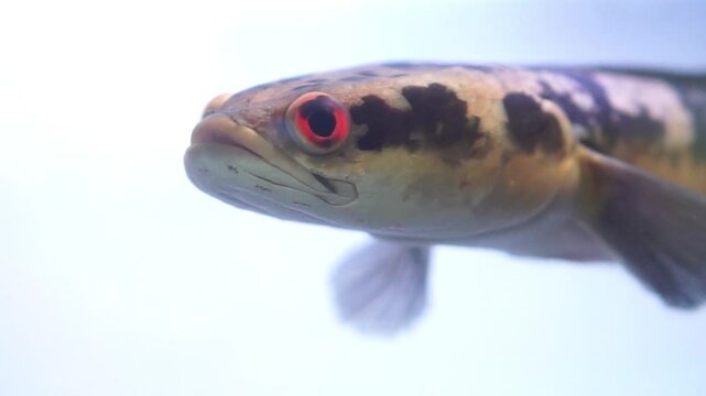4K recording
Channa Fish
or Channa asphibeus
was swimming in the aquarium. freshwater fish in Indonesia