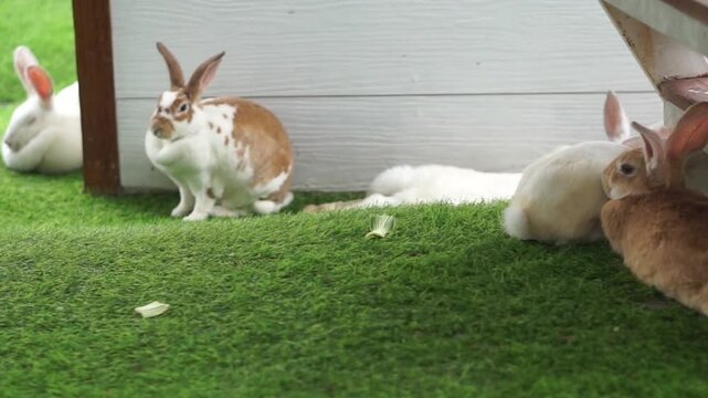4K footage of animal Rabbit (Oryctolagus cuniculus) eating in the park