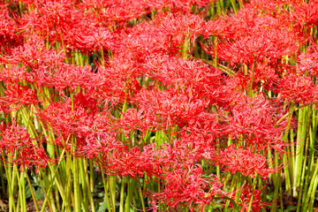 Red spider lily blooming in a Japanese field in autumn	