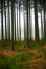 Fototapeta premium Forest foliage, Hoge Venen, België
