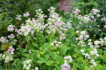 White and pink Astrantia flowers blooming in the English garden