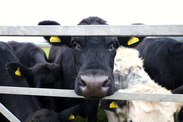 Black cow peeking over wooden fence in Scotland, UK
