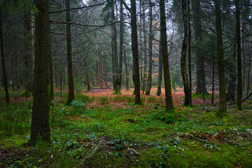 Obraz premium Forest foliage, Hoge Venen, België