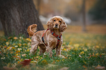 Cute Cocker Spaniel in park on autumn day
