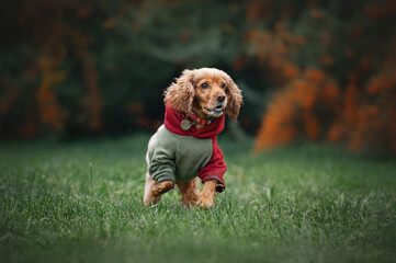 Golden  Cocker Spaniel Dog running in the park
