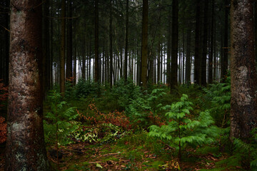 Fototapeta premium Forest foliage, Hoge Venen, België