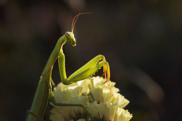 Mantis religiosa sitting on a yellow limonium flower