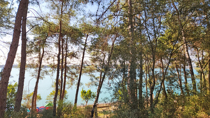 Fototapeta premium Red pine trees (Pinus brutia) by the lake side in Mediterranean nature