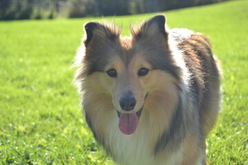 Shetlands sheepdog portrait. 