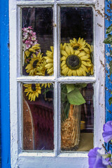 377 Sunflower in window Dingle, Ireland