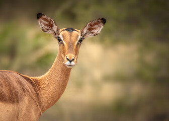 photograph of impala female. She is looking directly in camera. background green, yellow and blurred. Photographed in natural habitat. she is alert and attentive in her gaze. She is fleetfooted. 