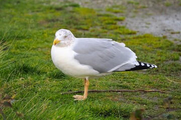 Möwe (Larinae) an der Nordsee