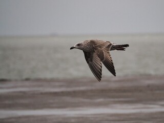 Fliegende Möwe (Larinae) an der niederländischen Nordsee