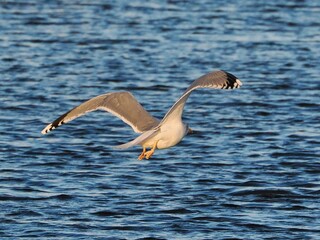 Fliegende Möwe (Larinae) an der niederländischen Nordsee