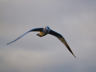 Fliegende Möwe (Larinae) an der niederländischen Nordsee