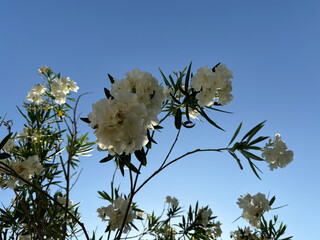 Close-up of Nerium Oleander white flowers. Beautiful white, double, flowers of the Oleander. Nerium...