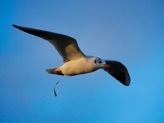 Fliegende Möwe (Larinae) an der niederländischen Nordsee