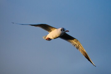Fliegende Möwe (Larinae) an der niederländischen Nordsee