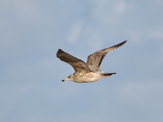 Fliegende Möwe (Larinae) an der niederländischen Nordsee