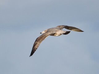 Fliegende Möwe (Larinae) an der niederländischen Nordsee