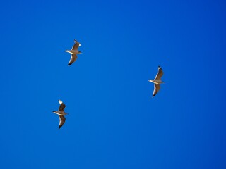 Fliegende Möwe (Larinae) an der niederländischen Nordsee