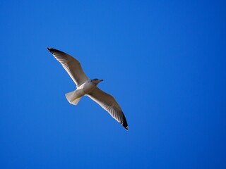 Fliegende Möwe (Larinae) an der niederländischen Nordsee