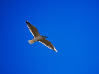 Fliegende Möwe (Larinae) an der niederländischen Nordsee