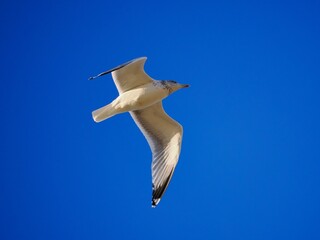 Fliegende Möwe (Larinae) an der niederländischen Nordsee