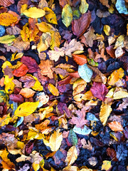 Top view of multi-colored, colorful leaves from autumn forest