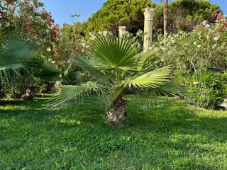 Tropical palm trees in a green garden and the sky in the background. Palm trees against a clear...
