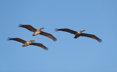 Pelicans Pacific Brown Flying Wildlife Flock Seabirds In Flight