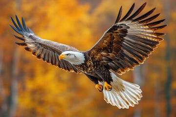 Obraz premium Bald Eagle in Flight Against Autumn Background