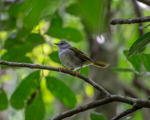 Pula-pula-assobiador (Myiothlypis leucoblephara)
White-browed Warbler