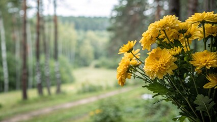 Bouquet of Yellow chrysanthemums in the garden against a forest landscape with copy space, bright yellow and green colors, symbol of summer and nature