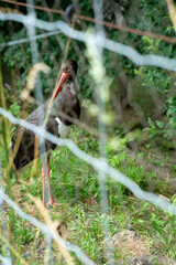 Black stork with red beak and long legs standing in green grass, trees behind an iron fence in zoo. Vertical photo of animal, bird on summer day