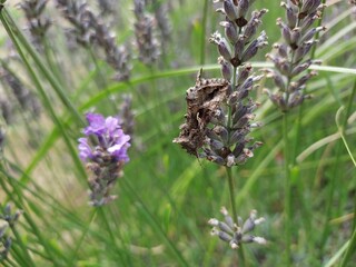 papillon autographa gamma sur une fleur de lavande